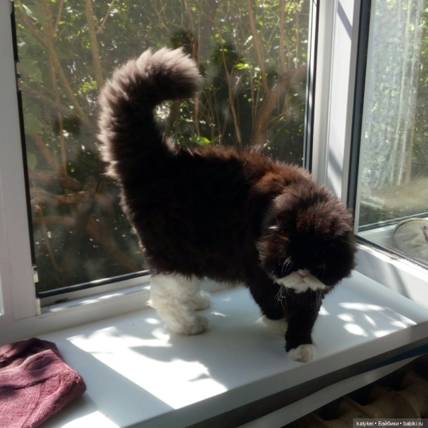 Топик про четвёртый Сборник (фото 7)