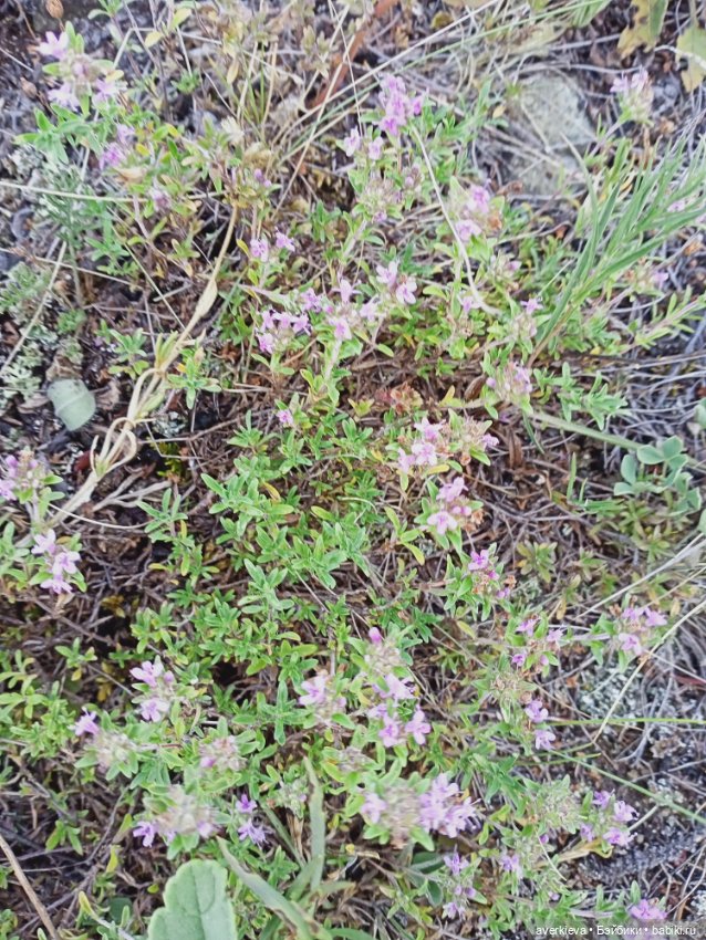 Башкирия. Отпуск. Первый день