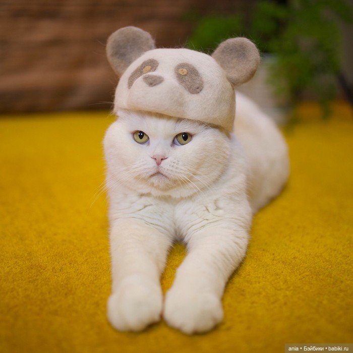 Кошки в шапочках от Ryo Yamazaki