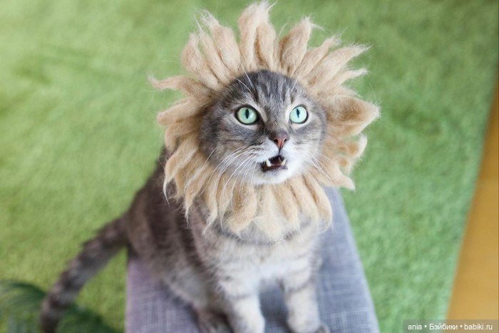 Кошки в шапочках от Ryo Yamazaki (фото 7)