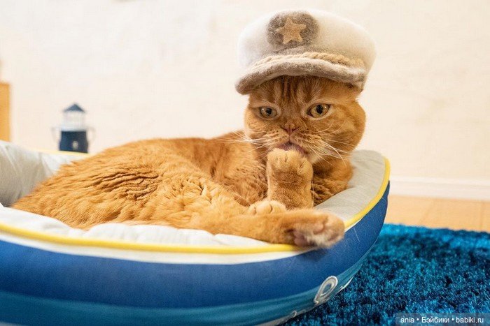 Кошки в шапочках от Ryo Yamazaki