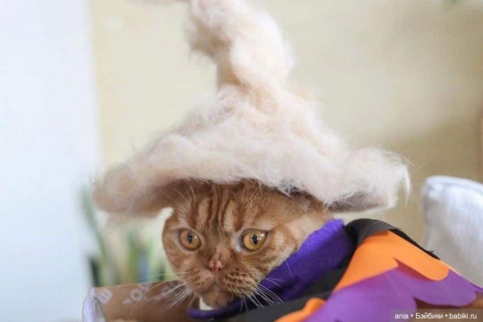 Кошки в шапочках от Ryo Yamazaki