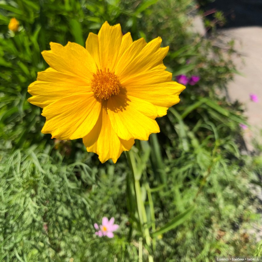 Цветочное — Винтажные куклы ГДР (Немки): Бигги