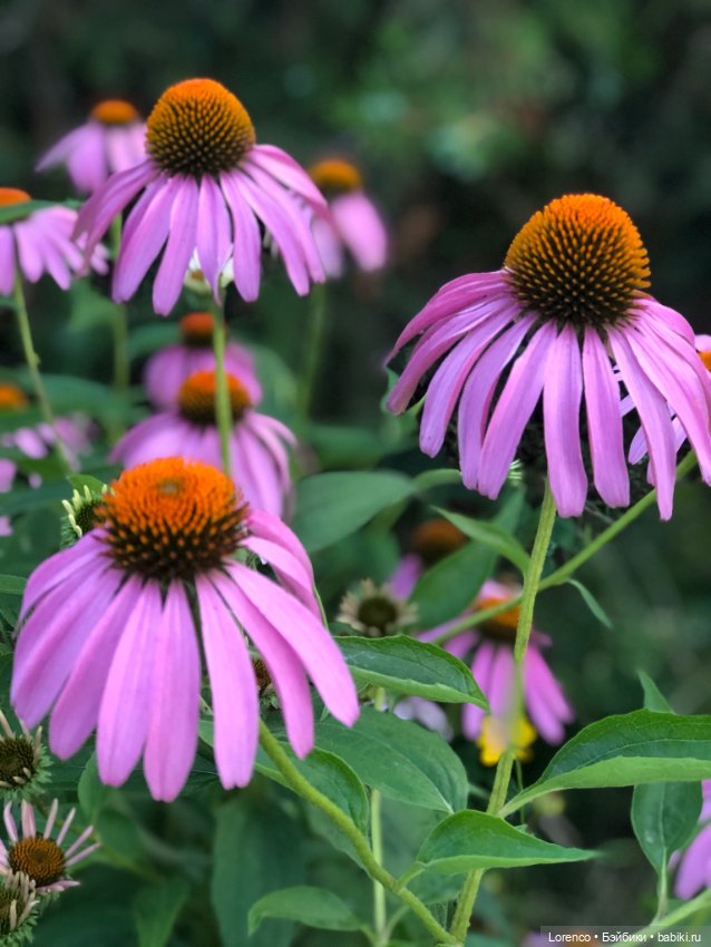 Цветочное — Винтажные куклы ГДР (Немки): Бигги (фото 9)