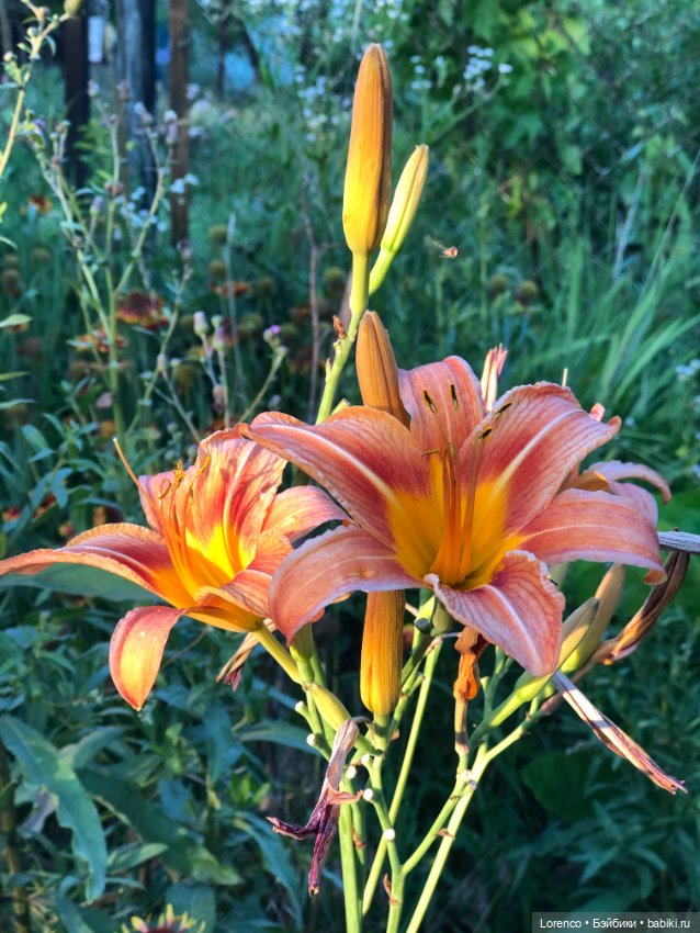 Цветочное — Винтажные куклы ГДР (Немки): Бигги (фото 5)