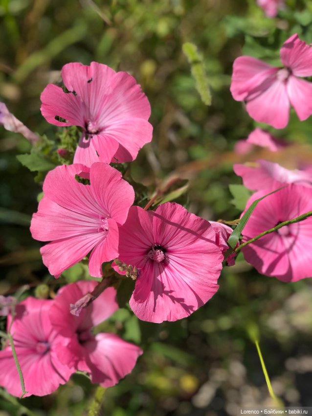 Цветочное — Винтажные куклы ГДР (Немки): Бигги