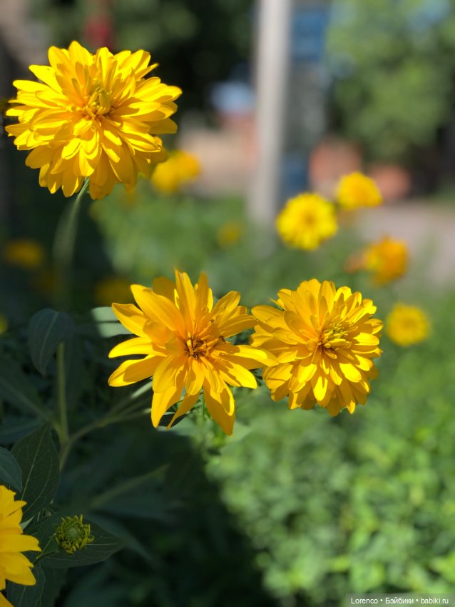 Цветочное — Винтажные куклы ГДР (Немки): Бигги