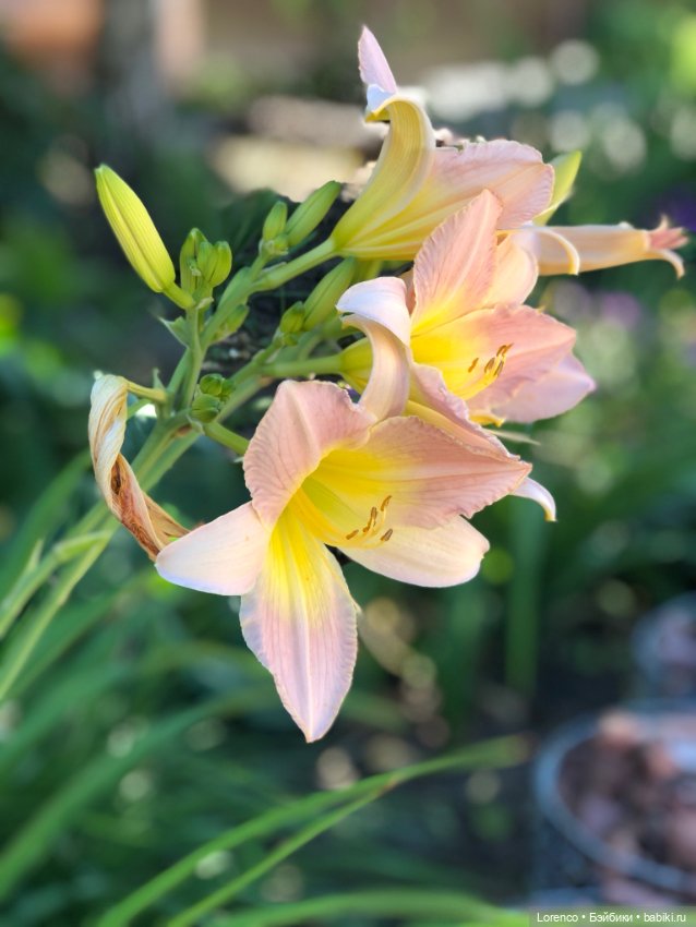 Цветочное — Винтажные куклы ГДР (Немки): Бигги