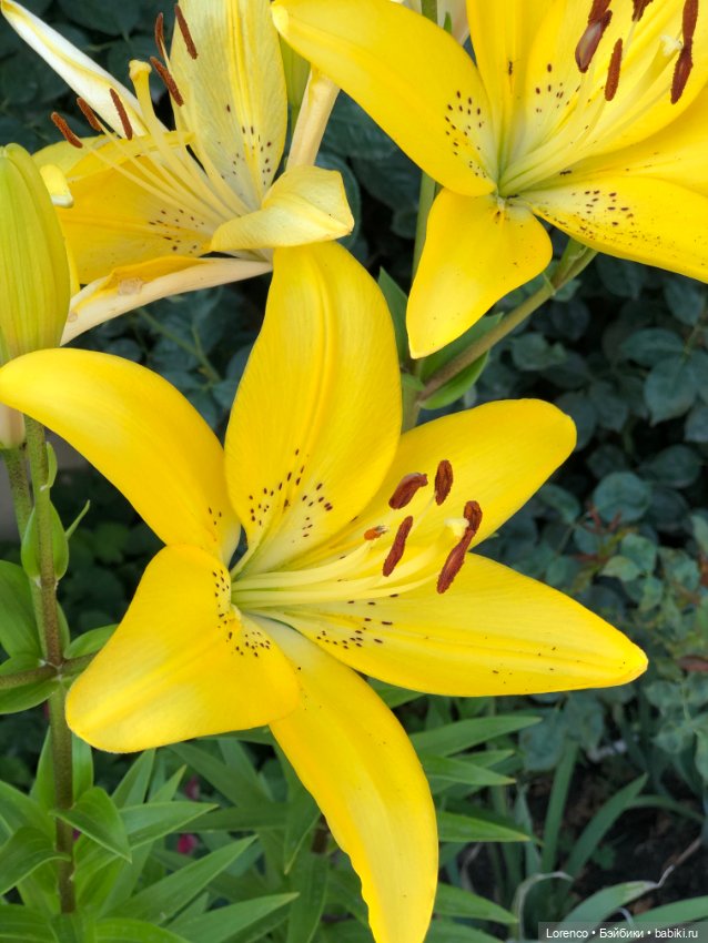 Цветочное — Винтажные куклы ГДР (Немки): Бигги