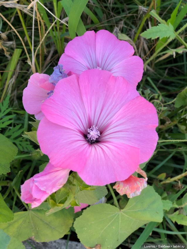 Цветочное — Винтажные куклы ГДР (Немки): Бигги