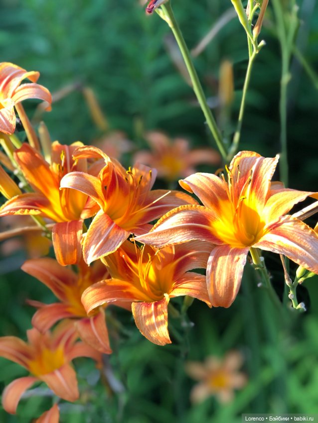 Цветочное — Винтажные куклы ГДР (Немки): Бигги (фото 3)