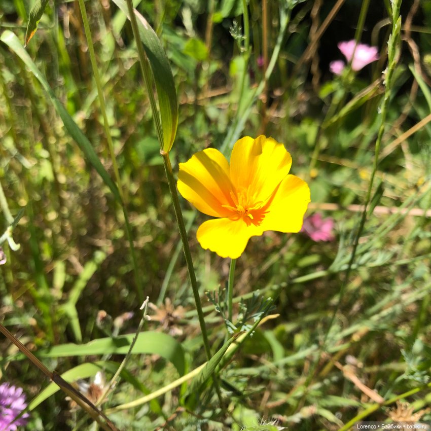 Цветочное — Винтажные куклы ГДР (Немки): Бигги