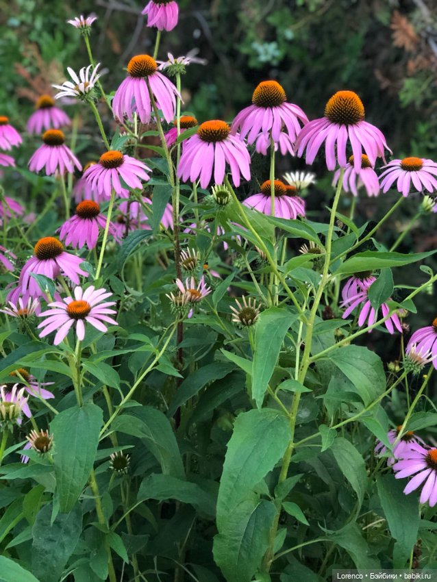 Цветочное — Винтажные куклы ГДР (Немки): Бигги (фото 7)