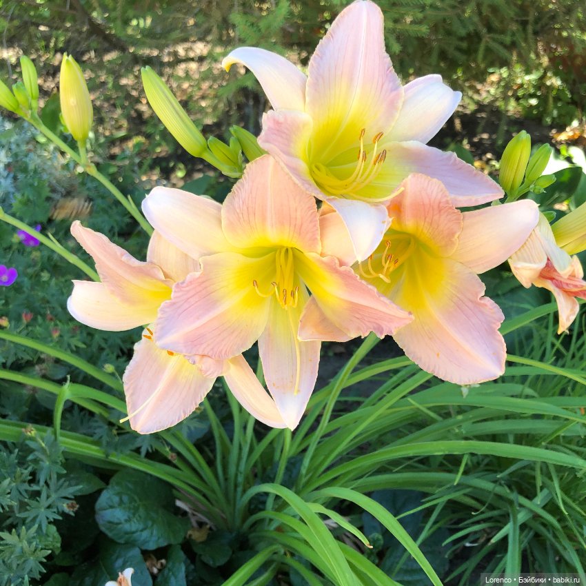 Цветочное — Винтажные куклы ГДР (Немки): Бигги