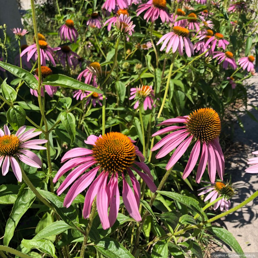 Цветочное — Винтажные куклы ГДР (Немки): Бигги