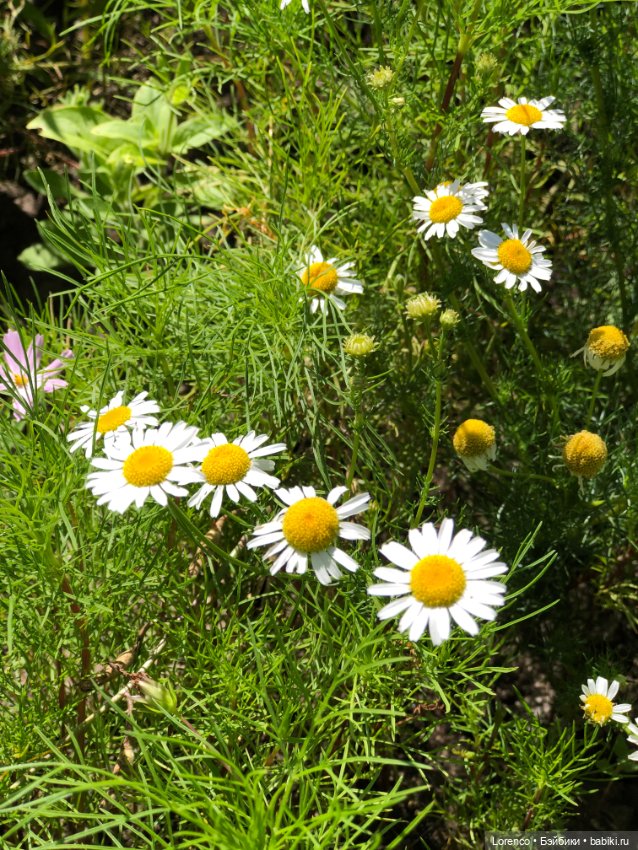 Цветочное — Винтажные куклы ГДР (Немки): Бигги