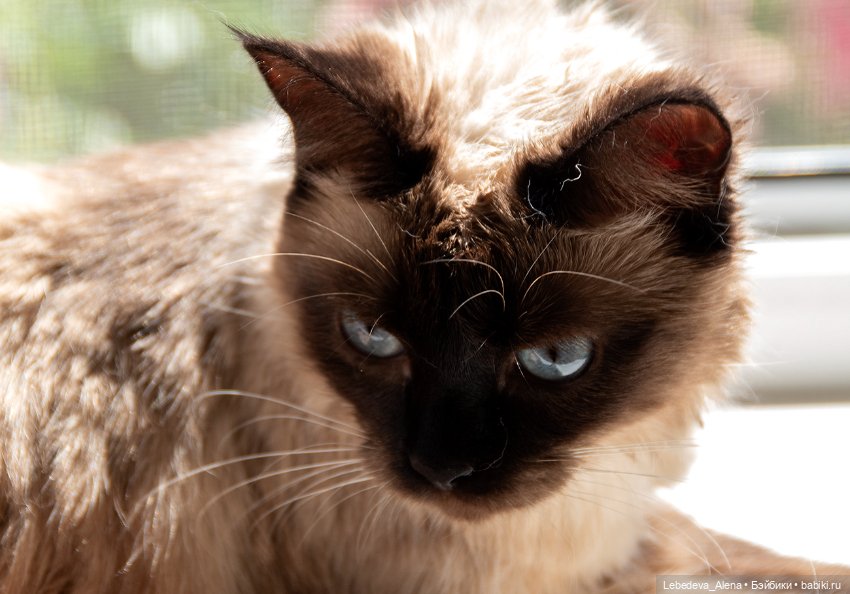 Мяф номер 2 — Куклы Dollshe Craft (Доллше): BJD (БЖД)