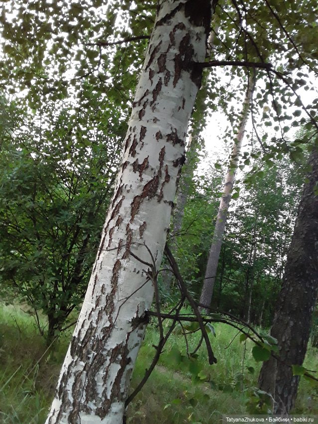 "Есть в летнем воздухе, под вечер зовущий выйти аромат…"