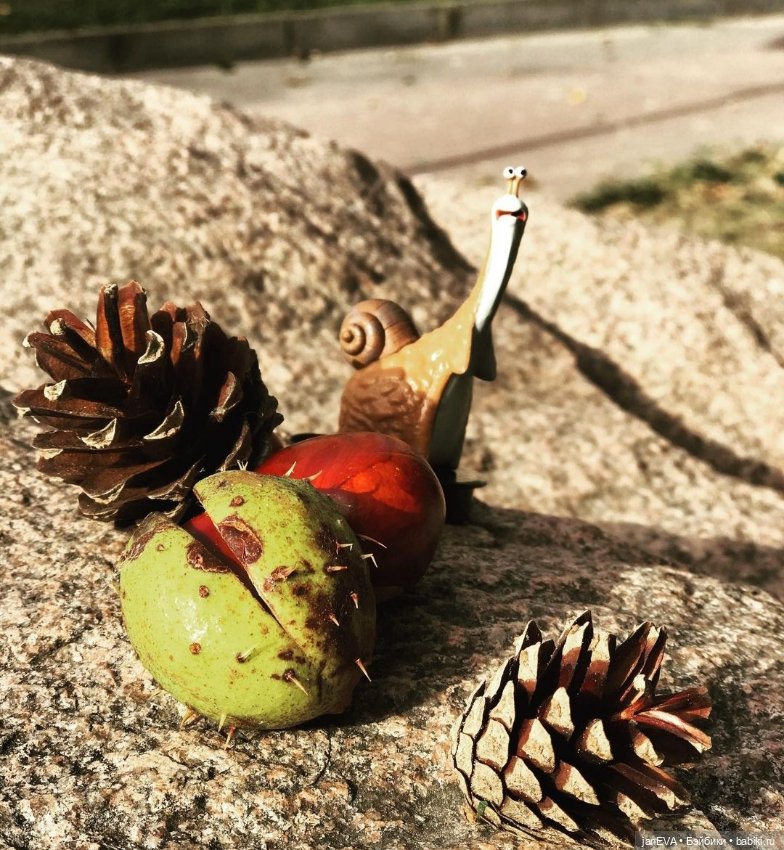 Путешественники. Калиниград глазами улитки и слизня (фото 6)