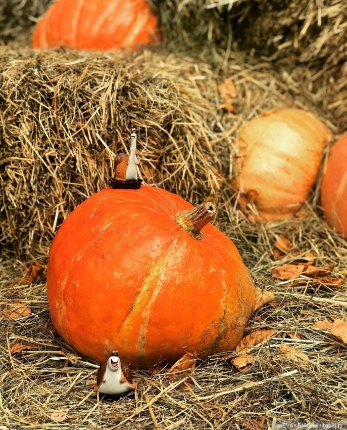 Путешественники. Калиниград глазами улитки и слизня (фото 7)