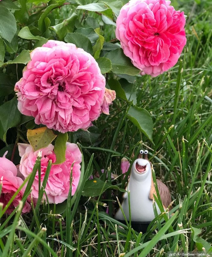 Путешественники. Калиниград глазами улитки и слизня (фото 3)