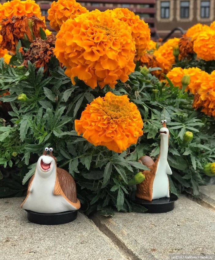 Путешественники. Калиниград глазами улитки и слизня