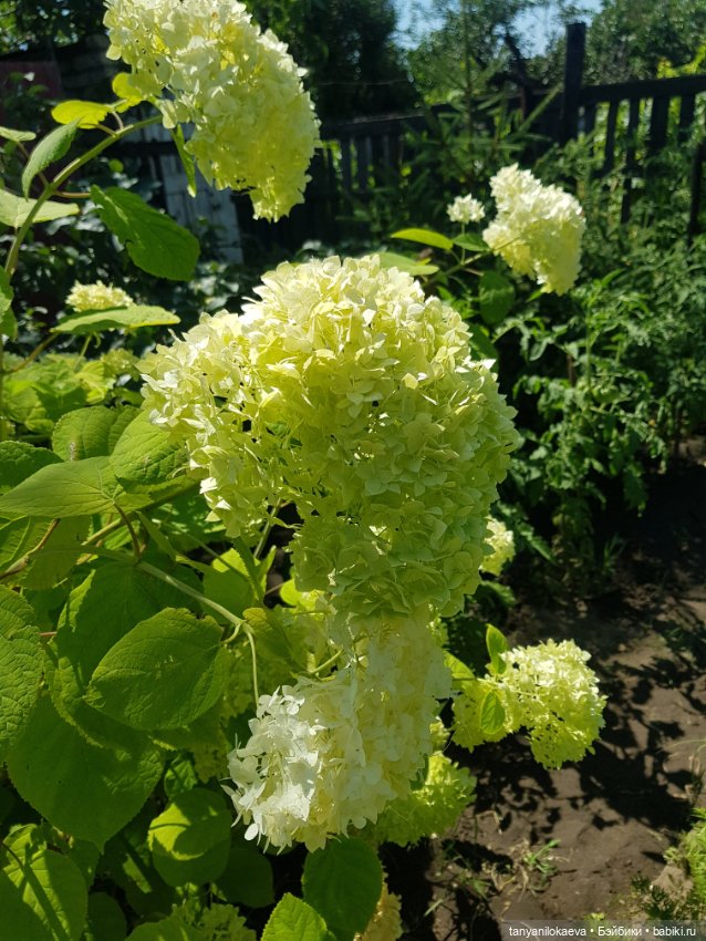 Как хорошо на даче 3 — Коллекционные куклы разных авторов (Разное): редкие бренды