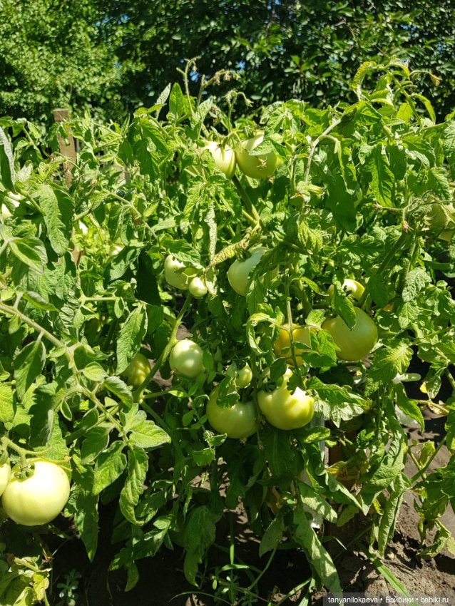 Как хорошо на даче 3 — Коллекционные куклы разных авторов (Разное): редкие бренды