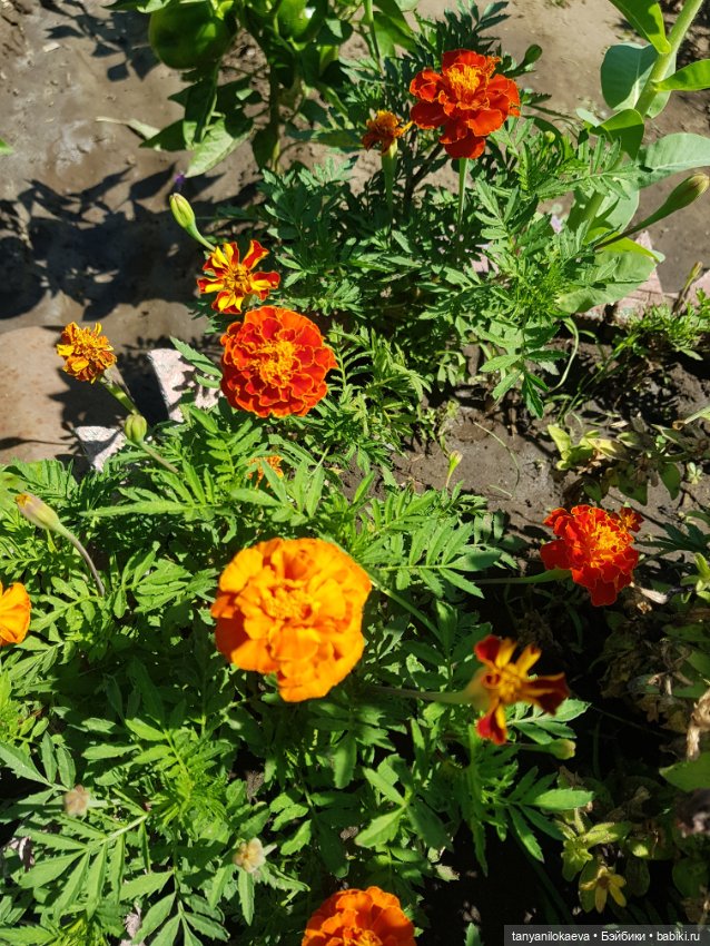 Как хорошо на даче 3 — Коллекционные куклы разных авторов (Разное): редкие бренды