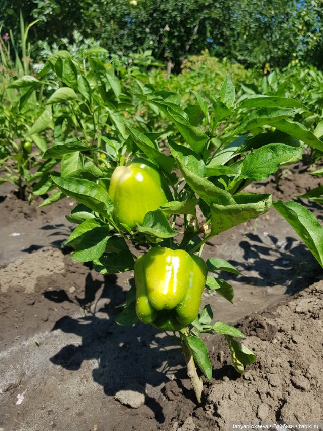 Как хорошо на даче 3 — Коллекционные куклы разных авторов (Разное): редкие бренды