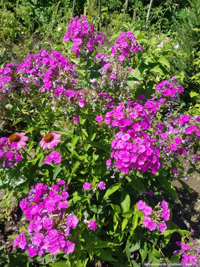 Как хорошо на даче 3 — Коллекционные куклы разных авторов (Разное): редкие бренды