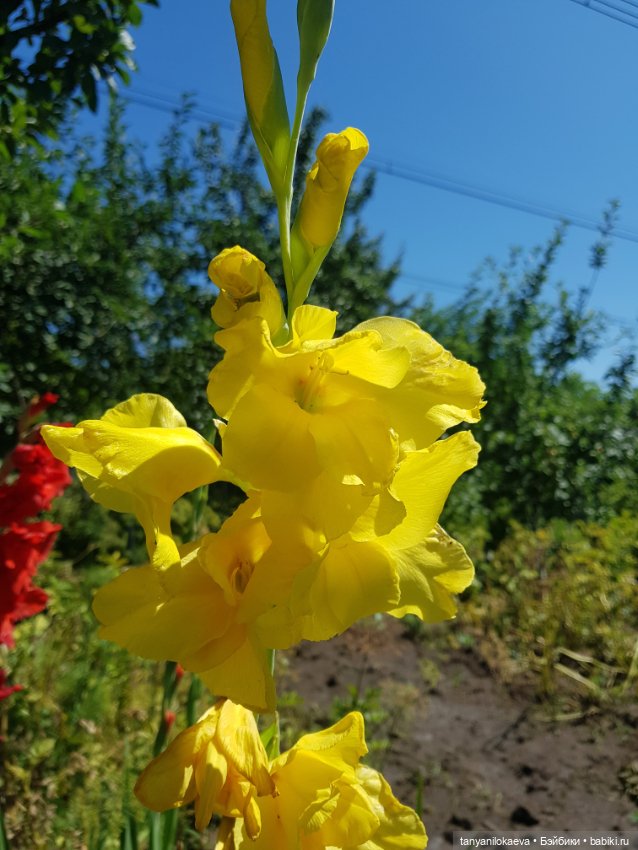 Как хорошо на даче 3 — Коллекционные куклы разных авторов (Разное): редкие бренды