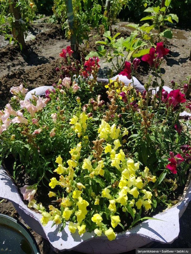 Как хорошо на даче 3 — Коллекционные куклы разных авторов (Разное): редкие бренды