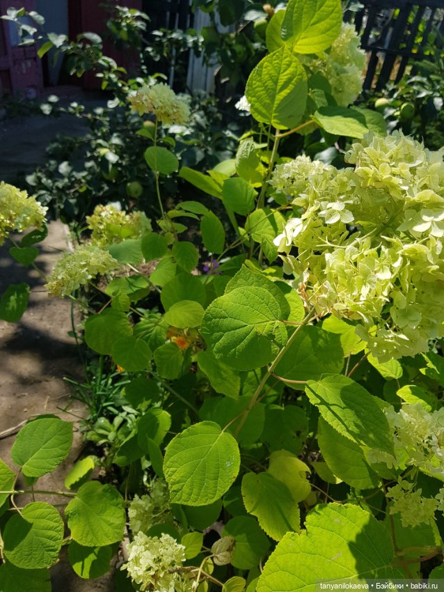 Как хорошо на даче 3 — Коллекционные куклы разных авторов (Разное): редкие бренды