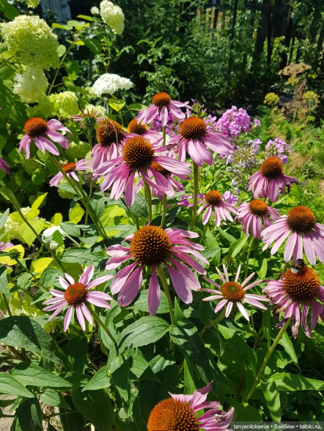 Как хорошо на даче 3 — Коллекционные куклы разных авторов (Разное): редкие бренды