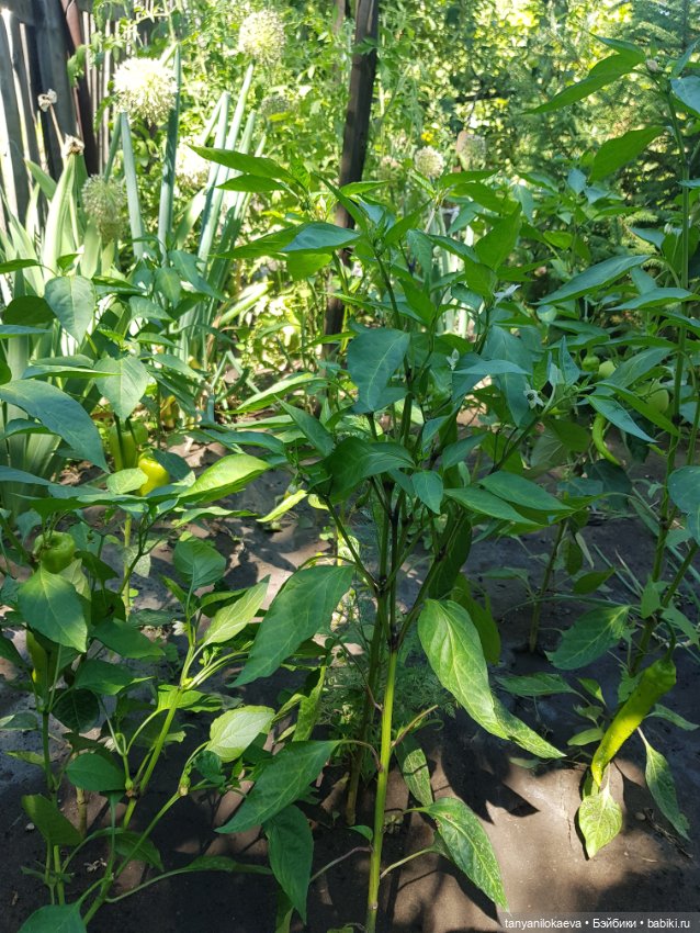 Как хорошо на даче 3 — Коллекционные куклы разных авторов (Разное): редкие бренды