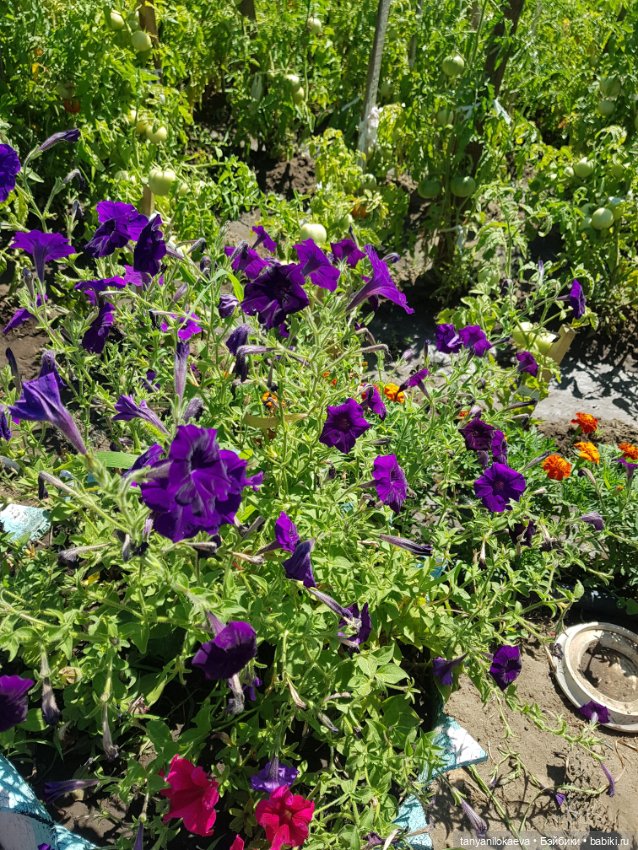 Как хорошо на даче 3 — Коллекционные куклы разных авторов (Разное): редкие бренды