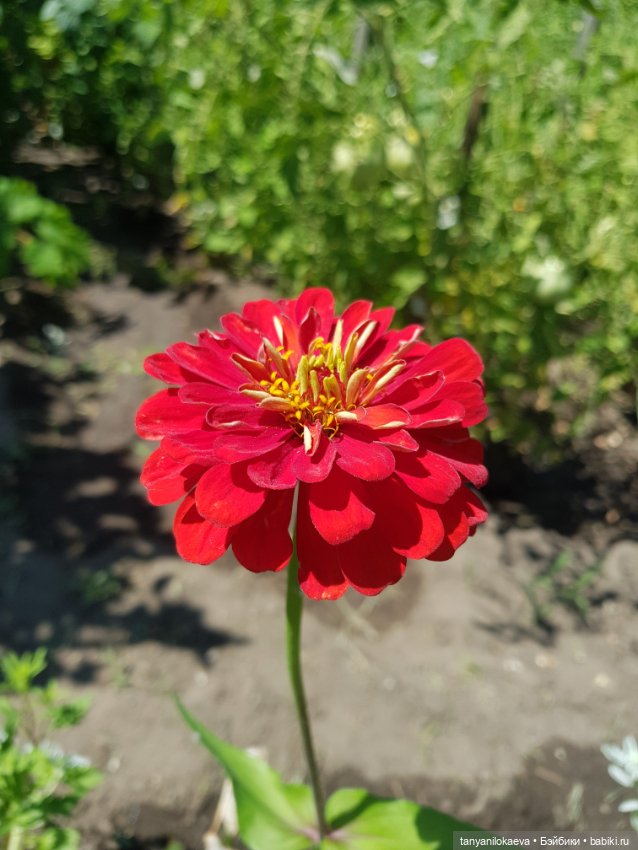 Как хорошо на даче 3 — Коллекционные куклы разных авторов (Разное): редкие бренды