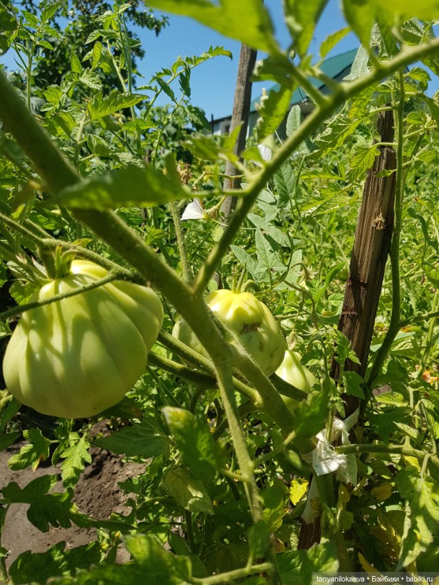 Как хорошо на даче 3 — Коллекционные куклы разных авторов (Разное): редкие бренды