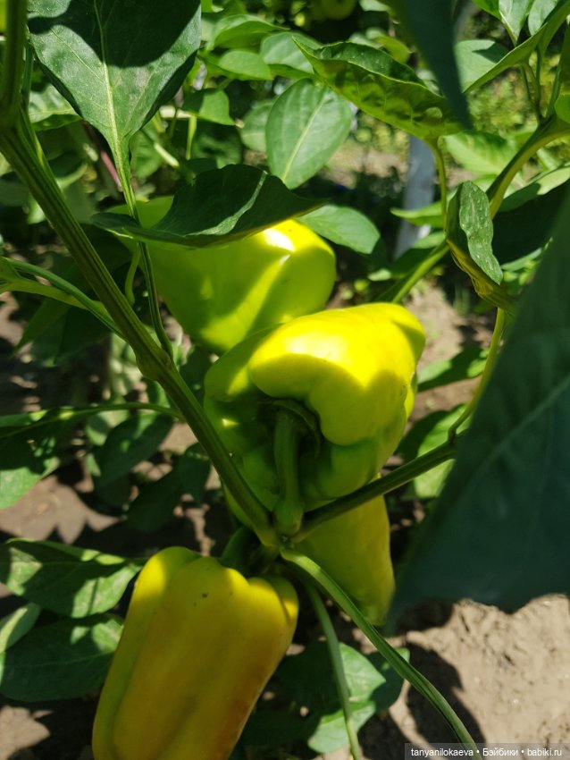 Как хорошо на даче 3 — Коллекционные куклы разных авторов (Разное): редкие бренды (фото 8)