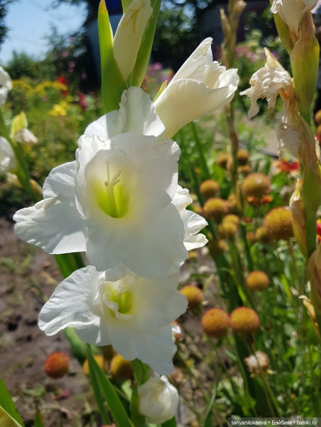 Как хорошо на даче 3 — Коллекционные куклы разных авторов (Разное): редкие бренды