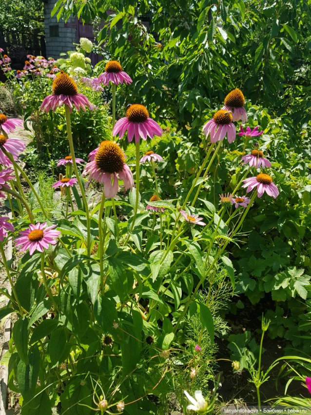 Как хорошо на даче 3 — Коллекционные куклы разных авторов (Разное): редкие бренды