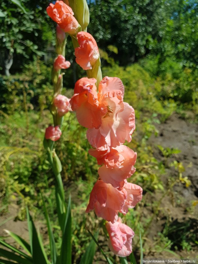 Как хорошо на даче 3 — Коллекционные куклы разных авторов (Разное): редкие бренды