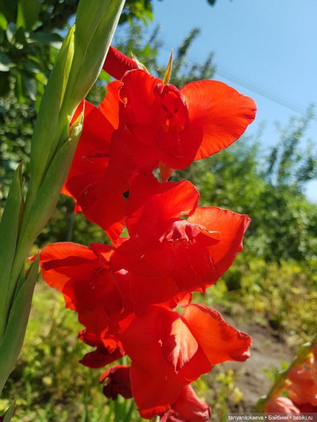 Как хорошо на даче 3 — Коллекционные куклы разных авторов (Разное): редкие бренды