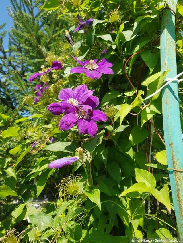 Как хорошо на даче 3 — Коллекционные куклы разных авторов (Разное): редкие бренды