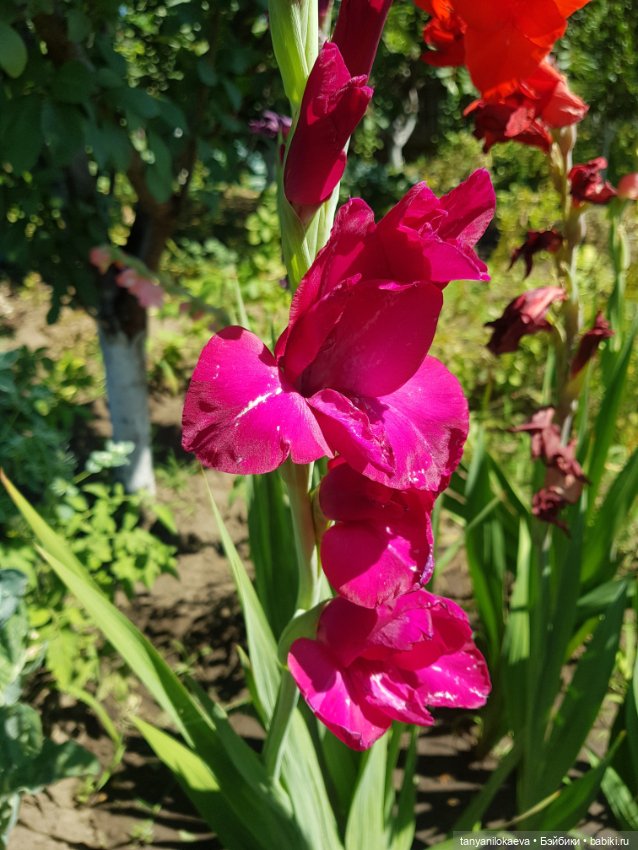 Как хорошо на даче 3 — Коллекционные куклы разных авторов (Разное): редкие бренды