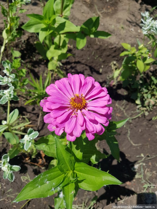 Как хорошо на даче 3 — Коллекционные куклы разных авторов (Разное): редкие бренды