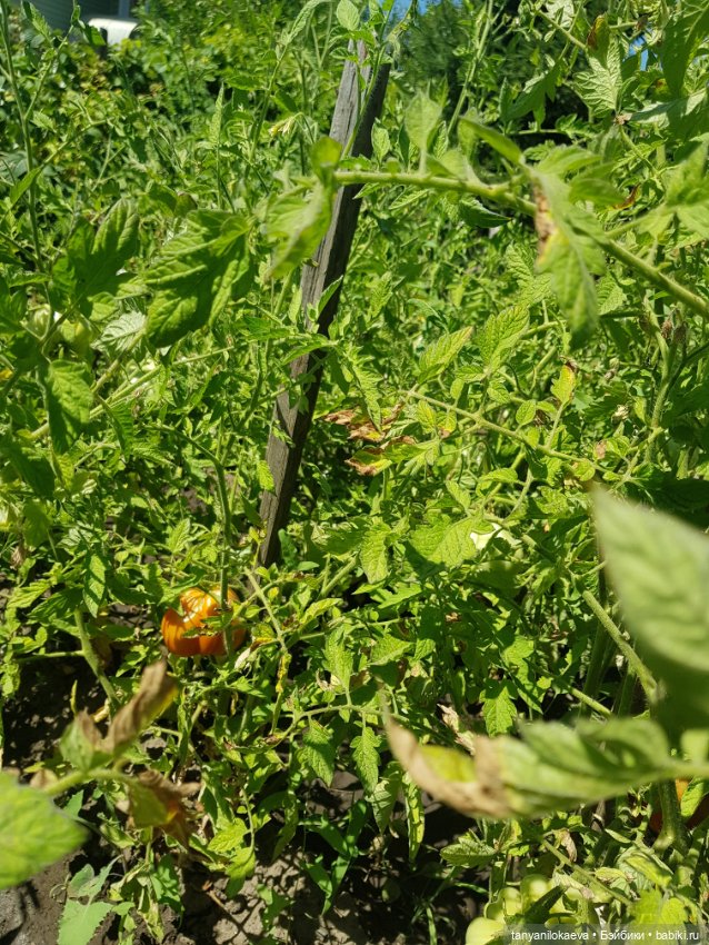 Как хорошо на даче 3 — Коллекционные куклы разных авторов (Разное): редкие бренды