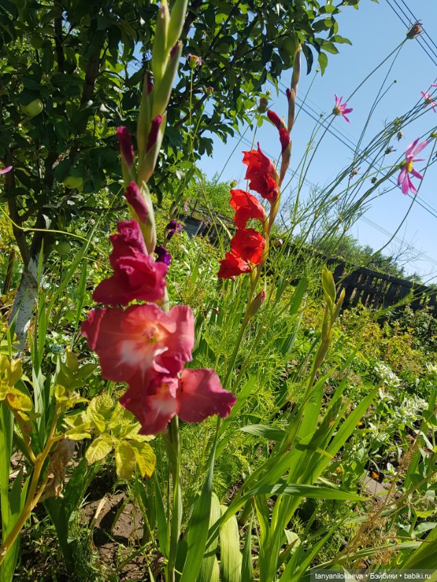 Как хорошо на даче 3 — Коллекционные куклы разных авторов (Разное): редкие бренды