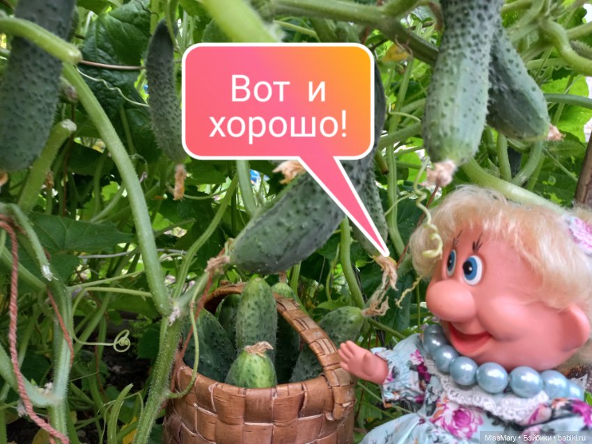 Весёлые картинки. Урожай огурцов